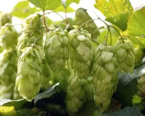 Craft A Personal Brewing Corner: Growing Hops Proves to Be Straightforward and Satisfying